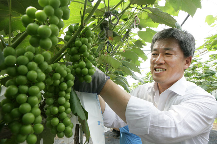 포도농가 현장활동