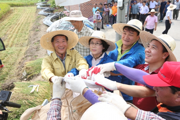 도심 첫 벼베기