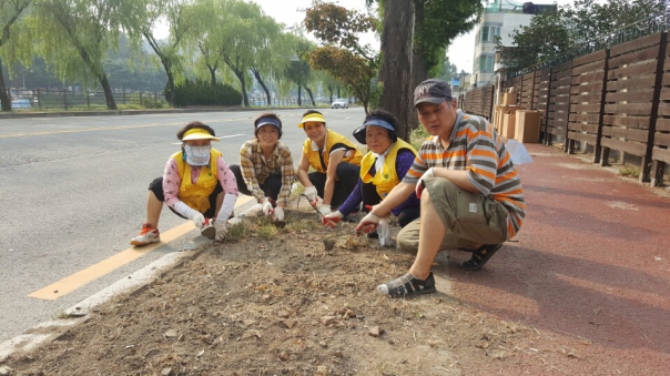 중앙동 관내 코스모스 식제