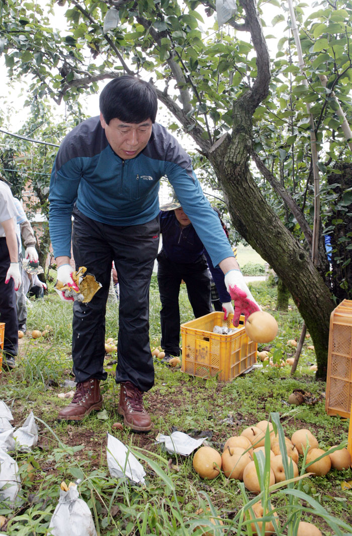 태풍피해 농가 일손돕기