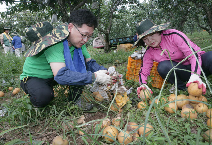 태풍피해 농가 일손돕기