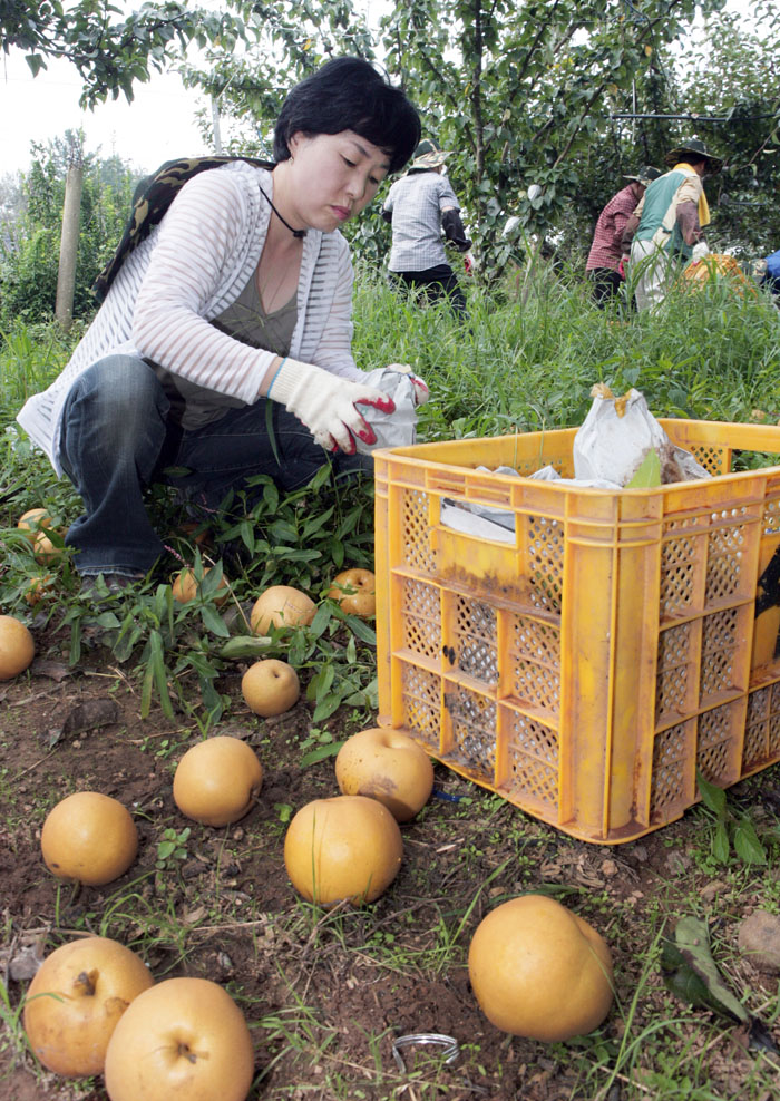 태풍피핸 농가 일손돕기