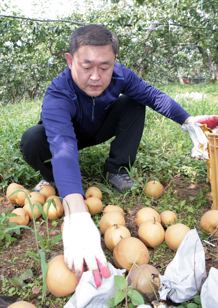 태풍피해 농가 일손돕기