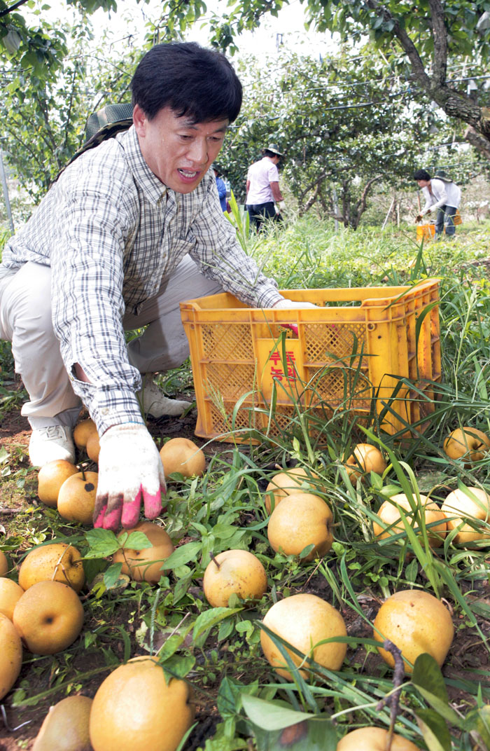 태풍피해 농가 일손돕기