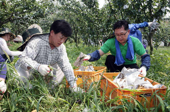 태풍피해 농가 일손돕기