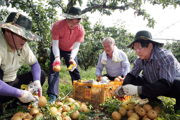 태풍피해 농가 일손돕기