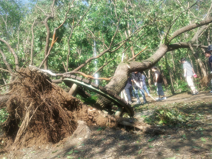 태풍대비 수목관리 잘해야